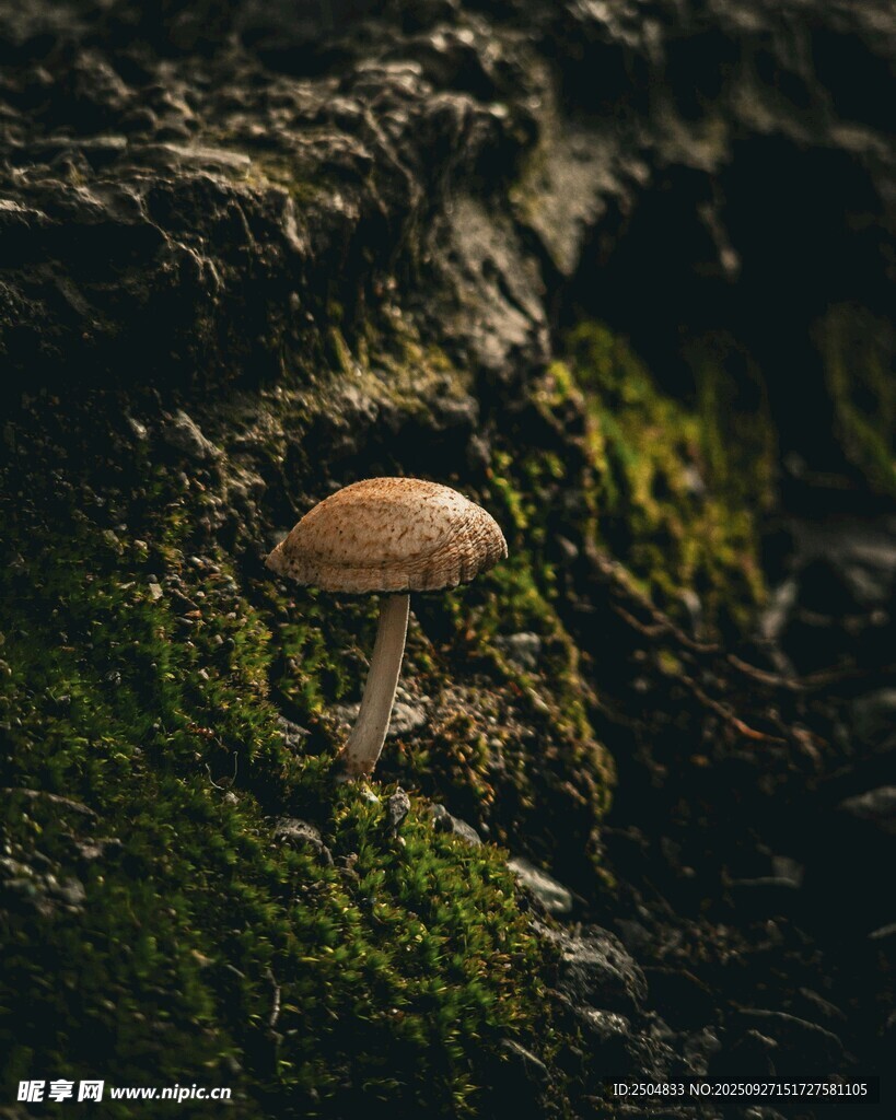 苔蘚間的蘑菇