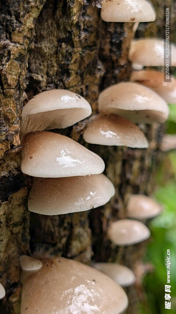 樹干上生長的簇簇蘑菇