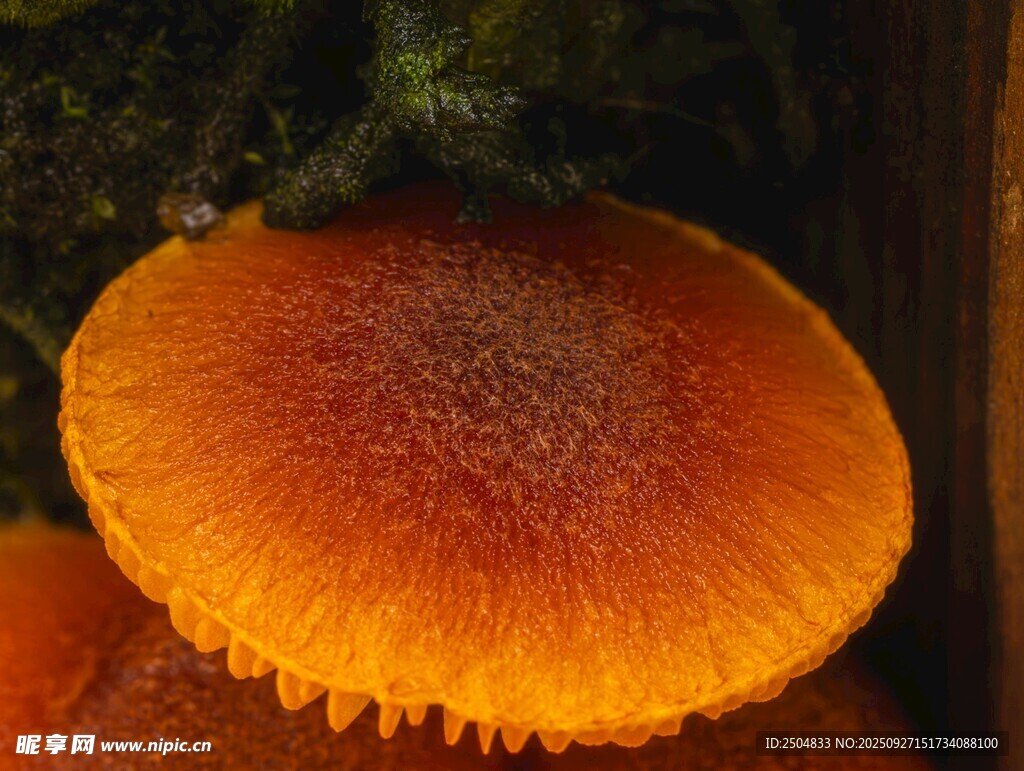 橙紅色蘑菇特寫