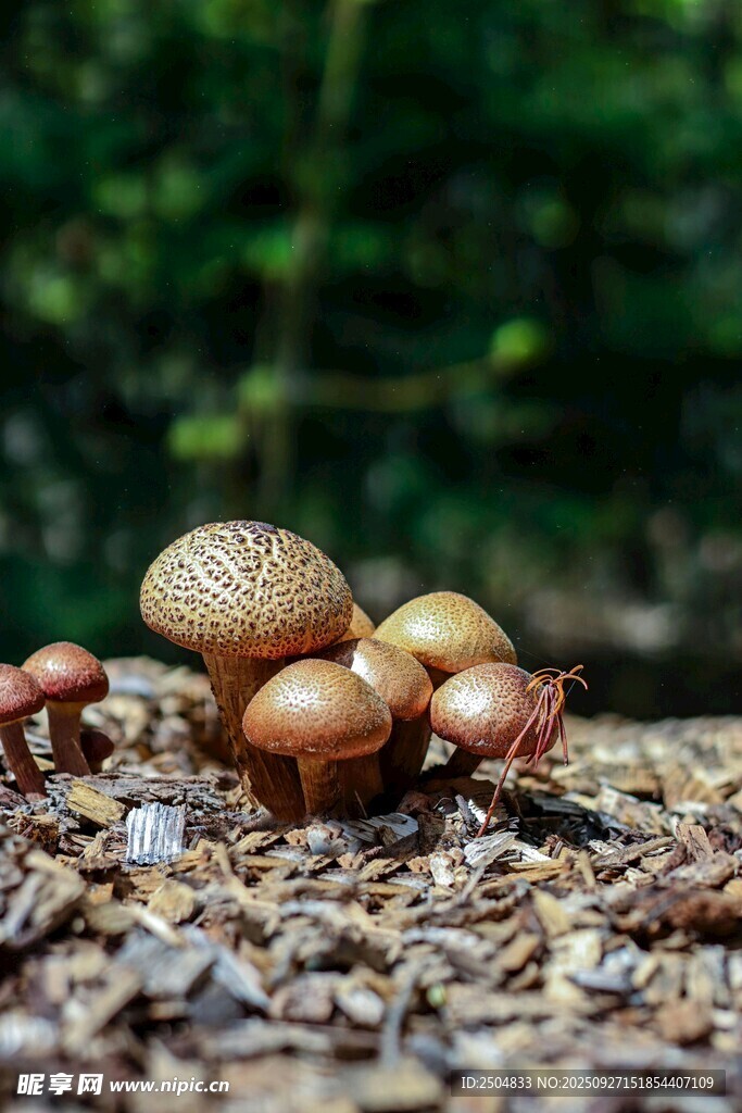 地面上的可愛(ài)蘑菇群