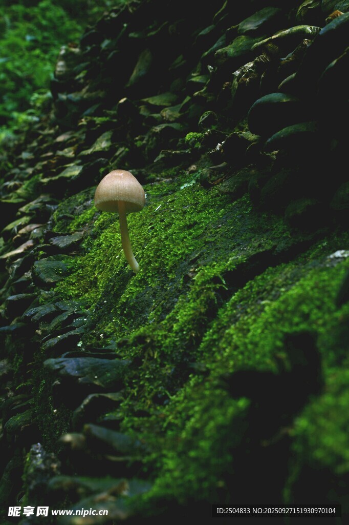 草叢中的小蘑菇