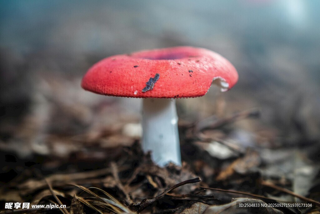 森林中的紅色蘑菇