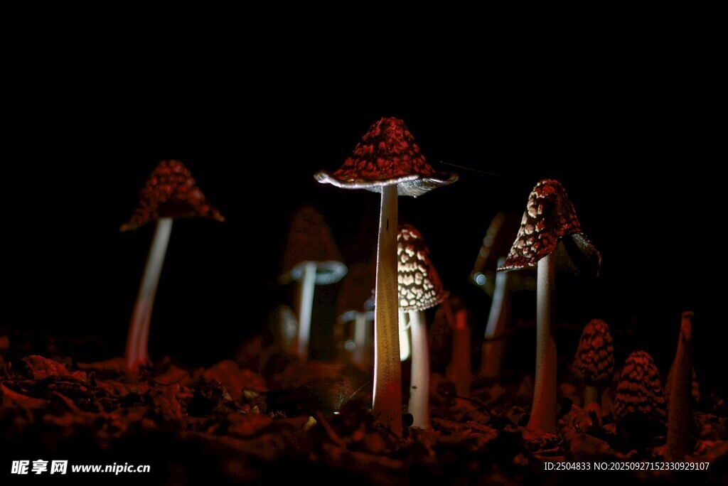 奇幻發(fā)光蘑菇夜景