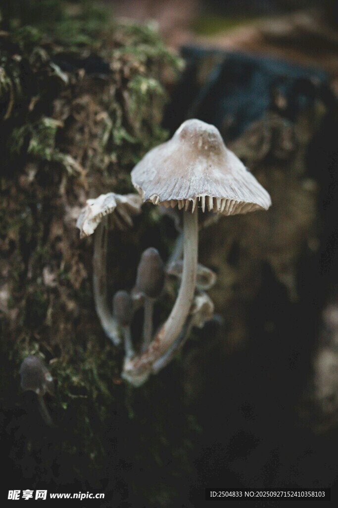 林間生長(zhǎng)的白色蘑菇