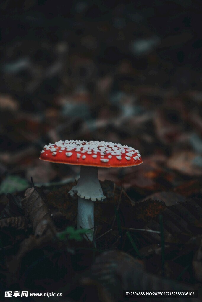 紅色斑點(diǎn)蘑菇特寫