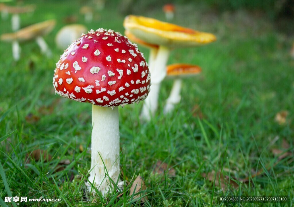 草地上的漂亮斑點毒蘑菇