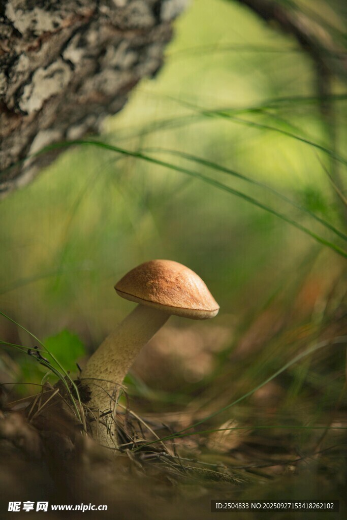 林間小蘑菇