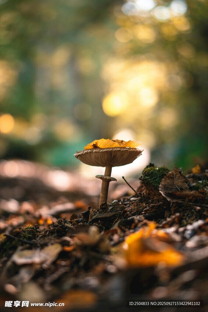 林間蘑菇 秋日自然小景