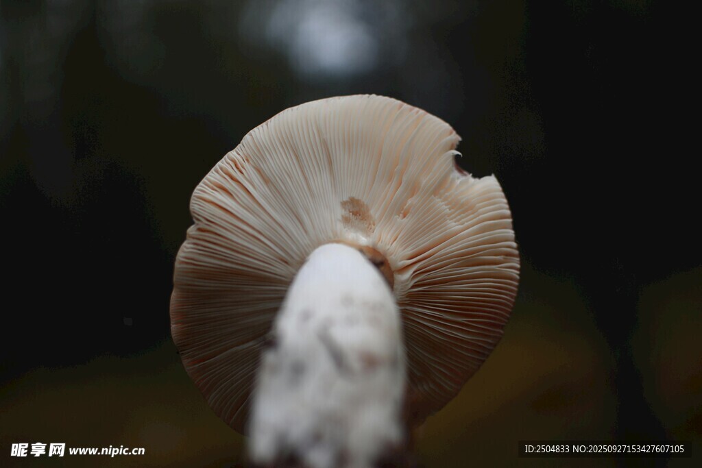 獨(dú)特形態(tài)的蘑菇