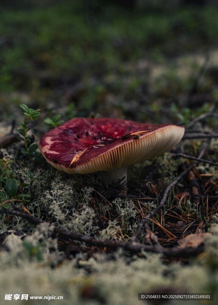 森林中帶紅斑的蘑菇