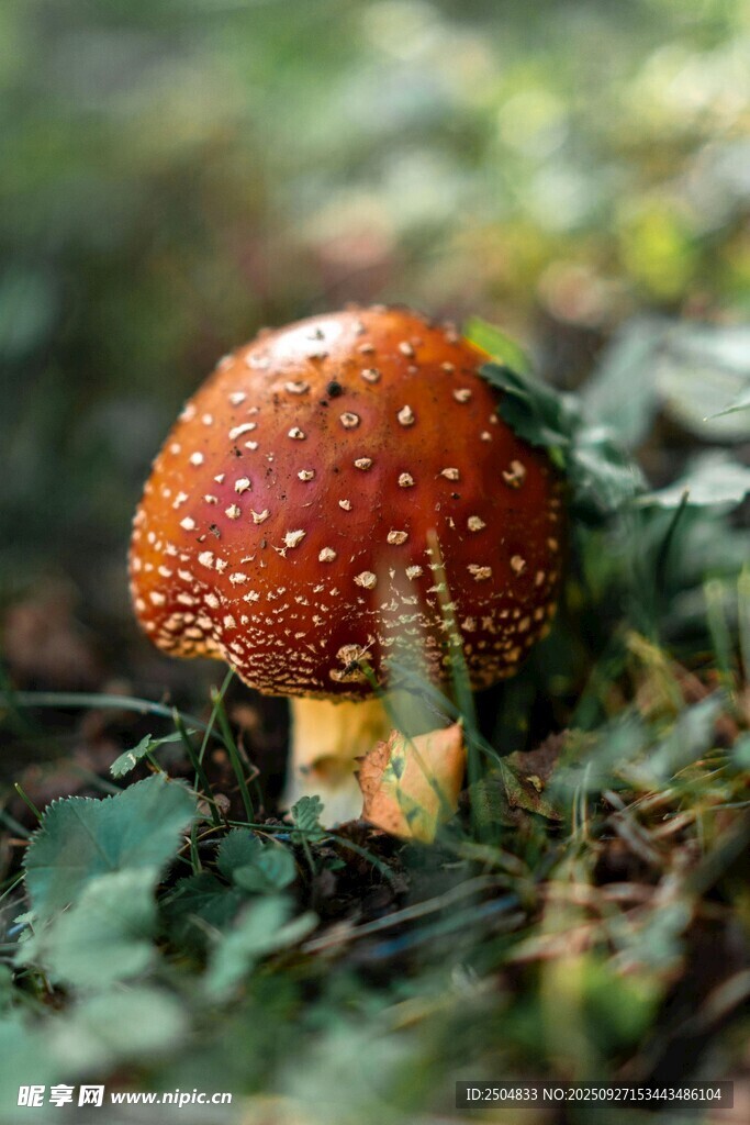 森林中的鮮艷紅蘑菇