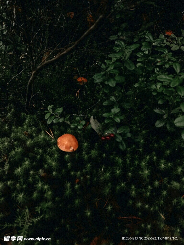 森林中的橙色蘑菇