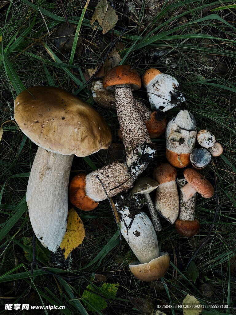 草地上的多彩蘑菇