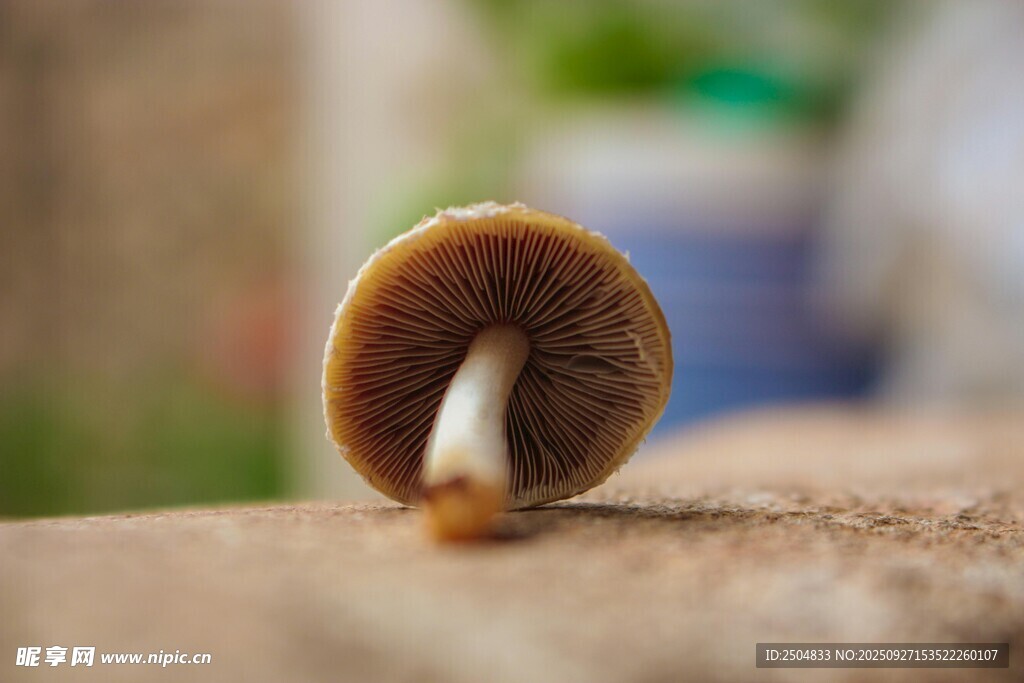 小蘑菇特寫