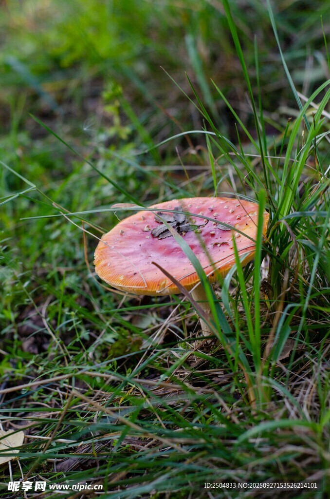 草地上的鮮艷蘑菇