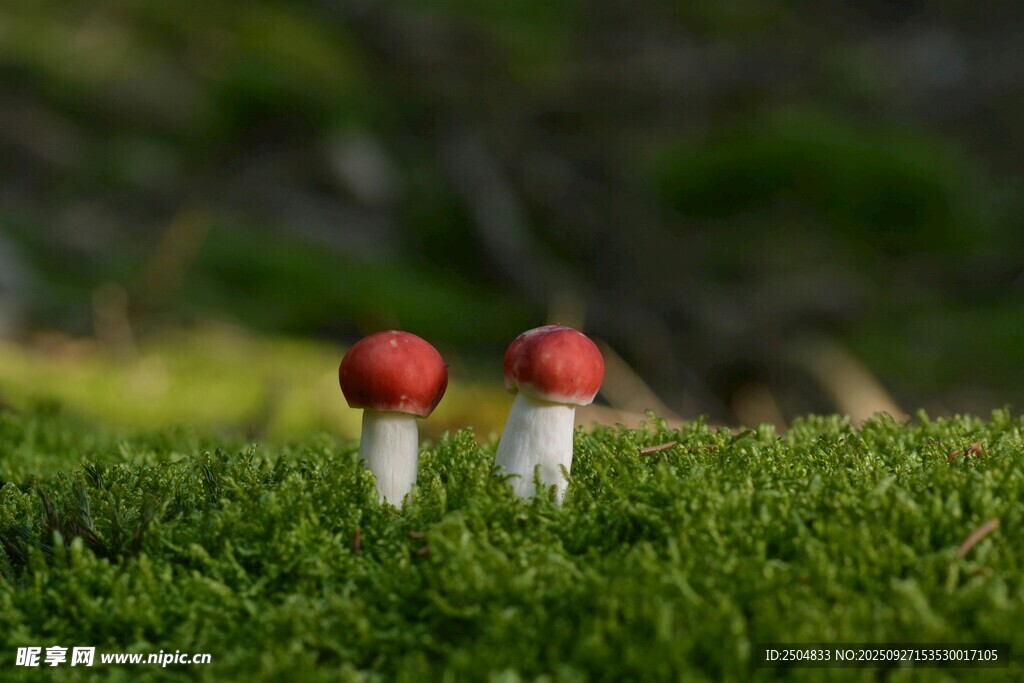 草地上的兩朵紅色小蘑菇