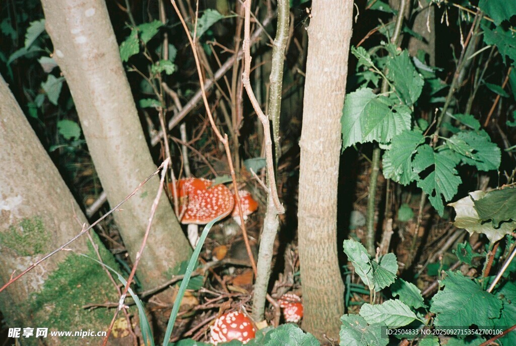 林間紅蘑菇藏身綠植間