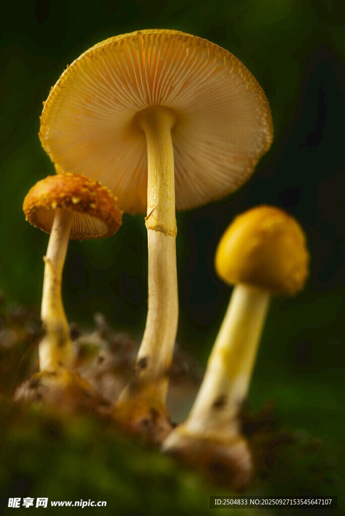 森林中的黃色蘑菇