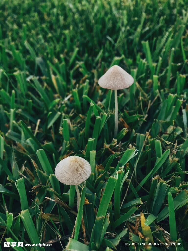 草地上的兩朵白色蘑菇