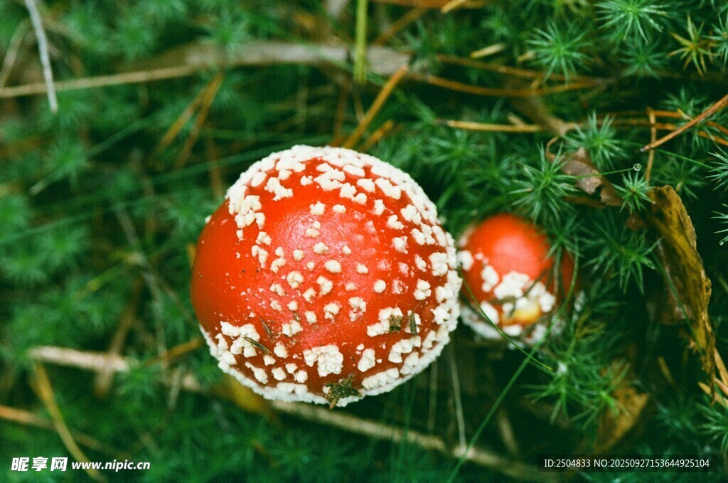 森林中的鮮艷毒蘑菇
