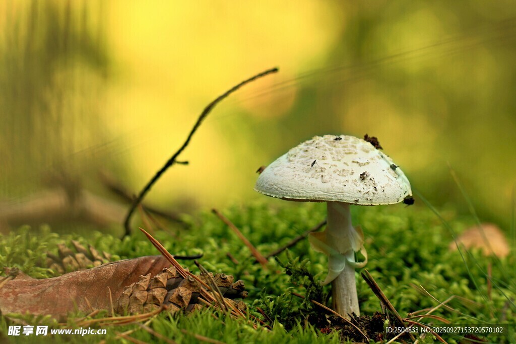 森林中生長的白色小蘑菇