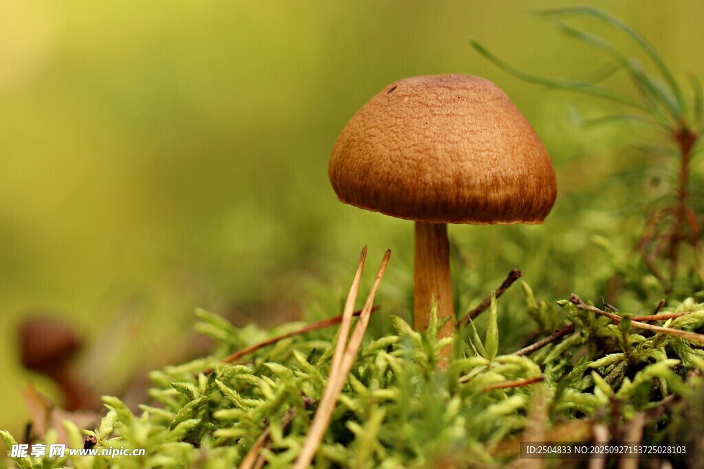 草地上的小蘑菇