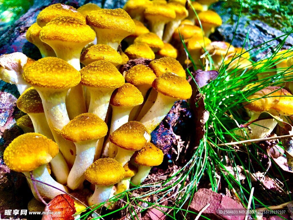 金黃蘑菇叢生于綠植間