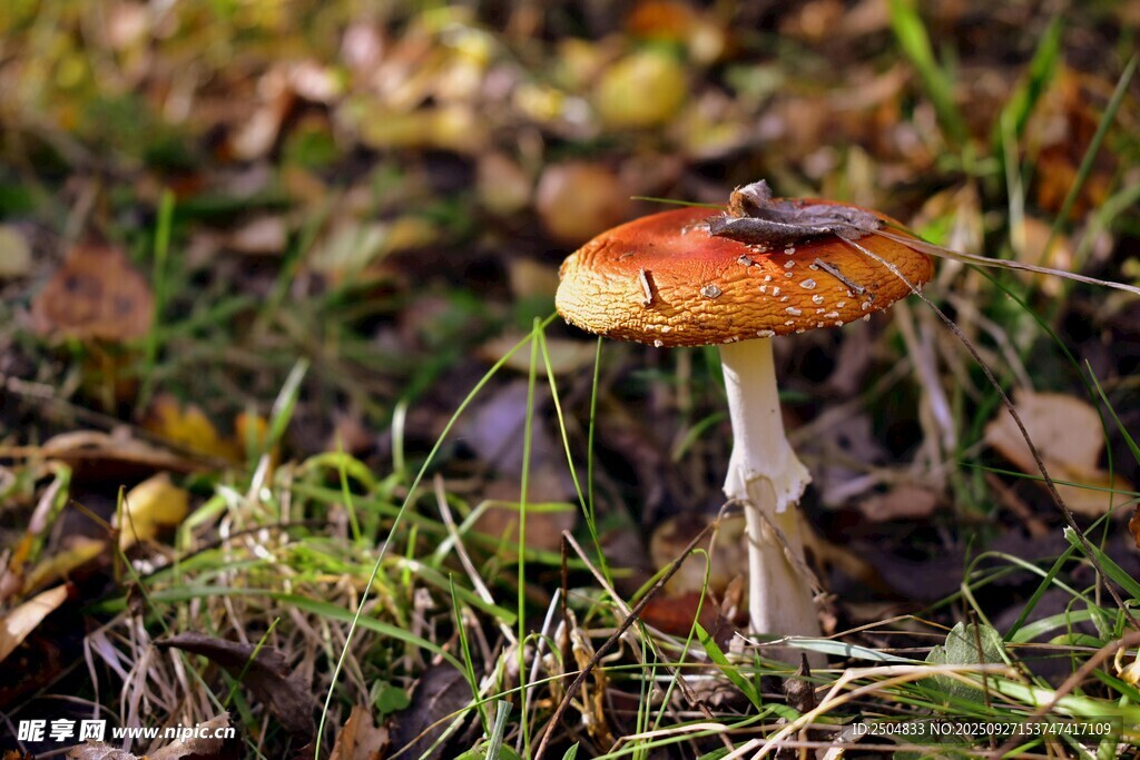 森林中的橙紅色蘑菇