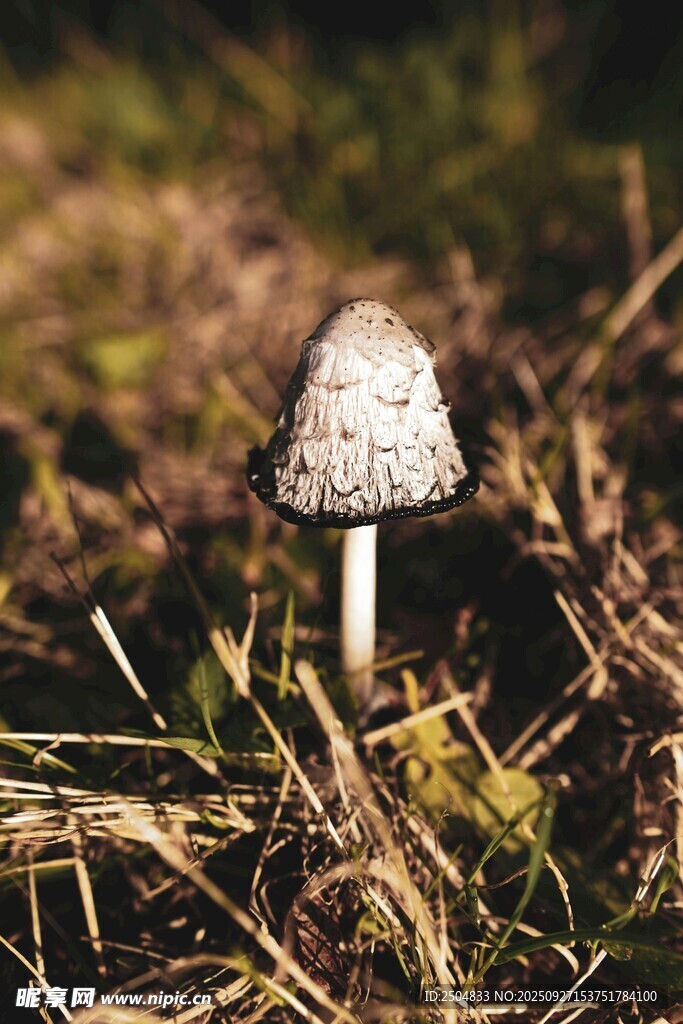 草地上的白色小蘑菇