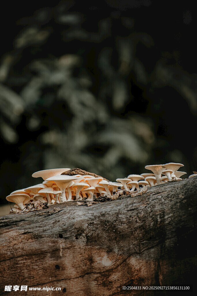 樹干上的蘑菇