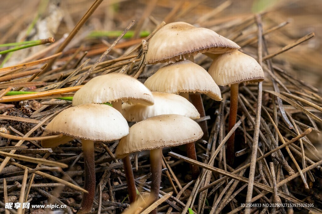 草叢中的淺棕色小蘑菇