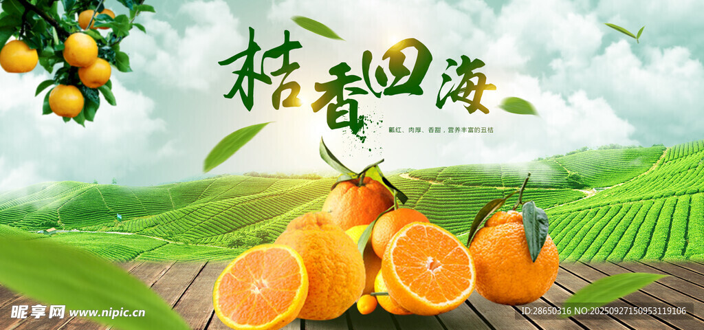 新鮮橙子果園