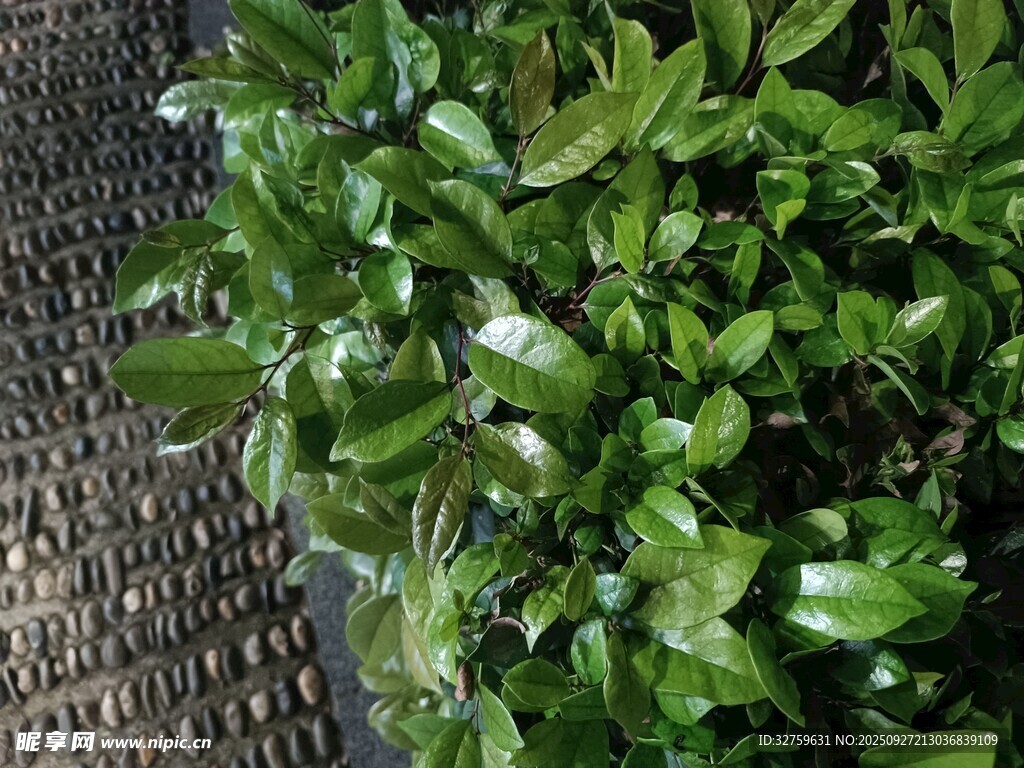 綠葉植物與紋理地面景觀