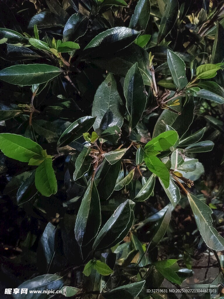 綠葉叢中的紫黑果實