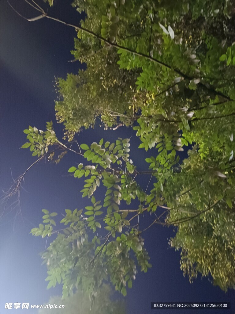 夜空下的繁茂綠樹
