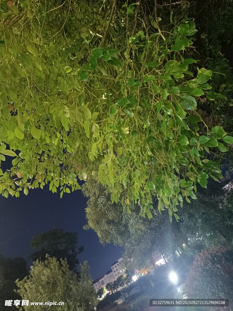 夜晚樹下燈光景象