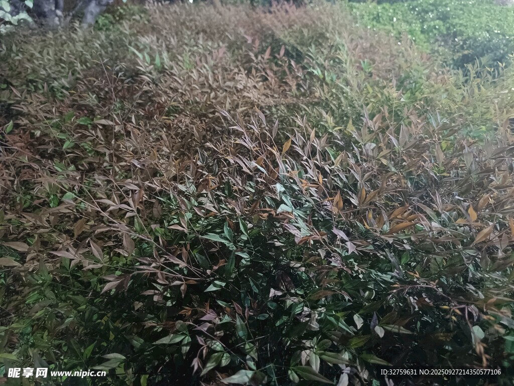 野外繁茂的綠色植物