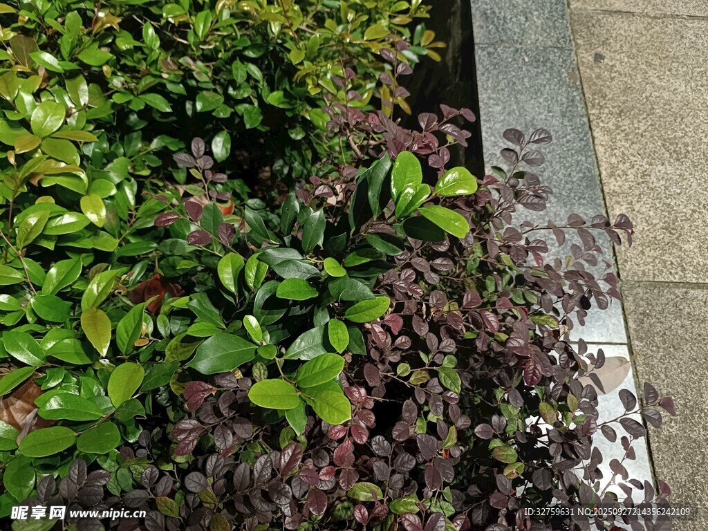 多彩綠植裝點地面角落