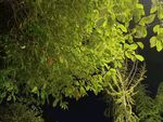 夜幕下的蔥郁綠植