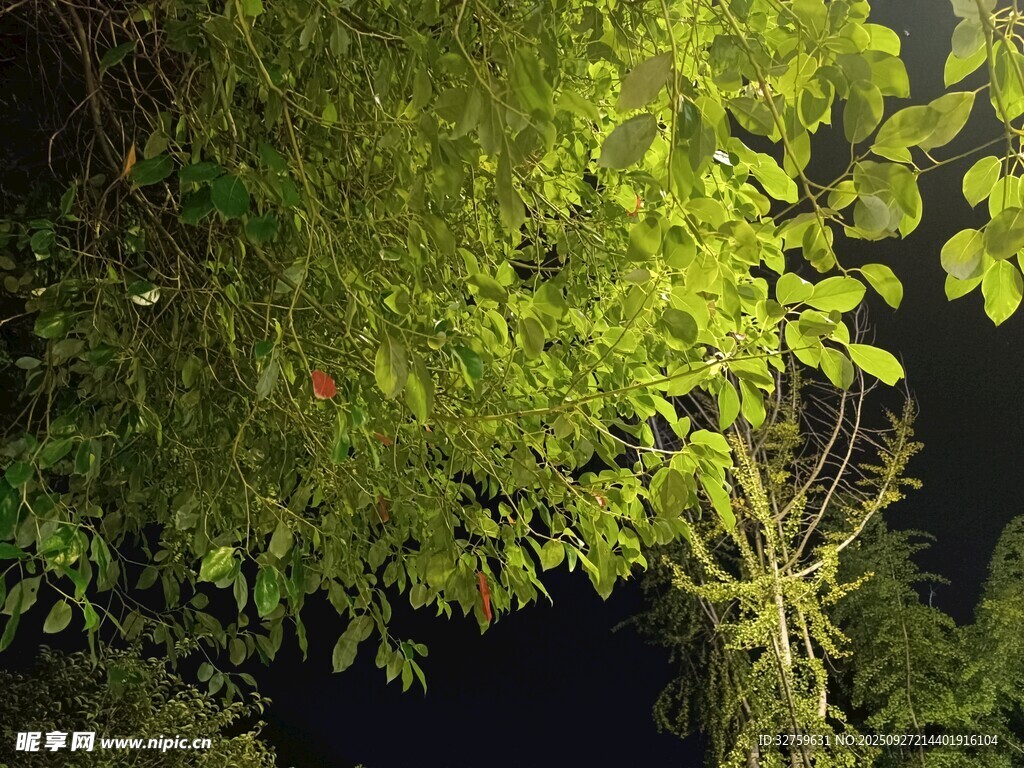 夜幕下的蔥郁綠植