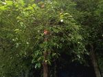 茂密樹林中的繁茂綠植