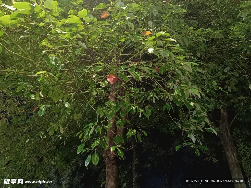 茂密樹林中的繁茂綠植