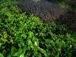 翠綠繁茂的植物景觀