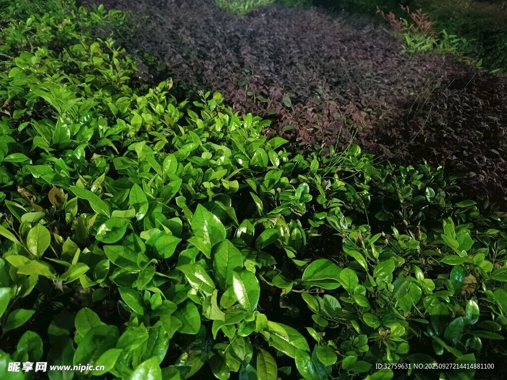翠綠繁茂的植物景觀