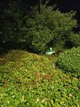 夜晚綠植景觀