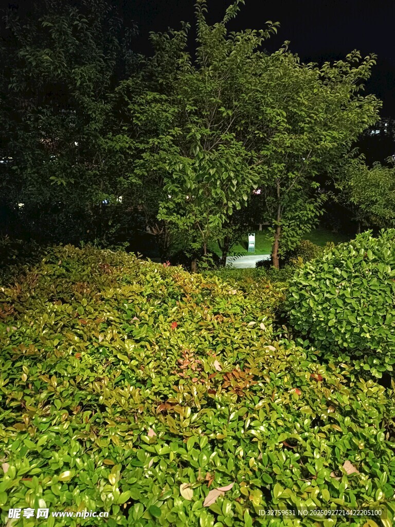 夜晚綠植景觀