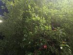 繁茂綠植中的一抹紅