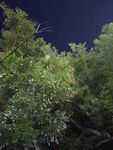 夜幕下的蔥郁樹林