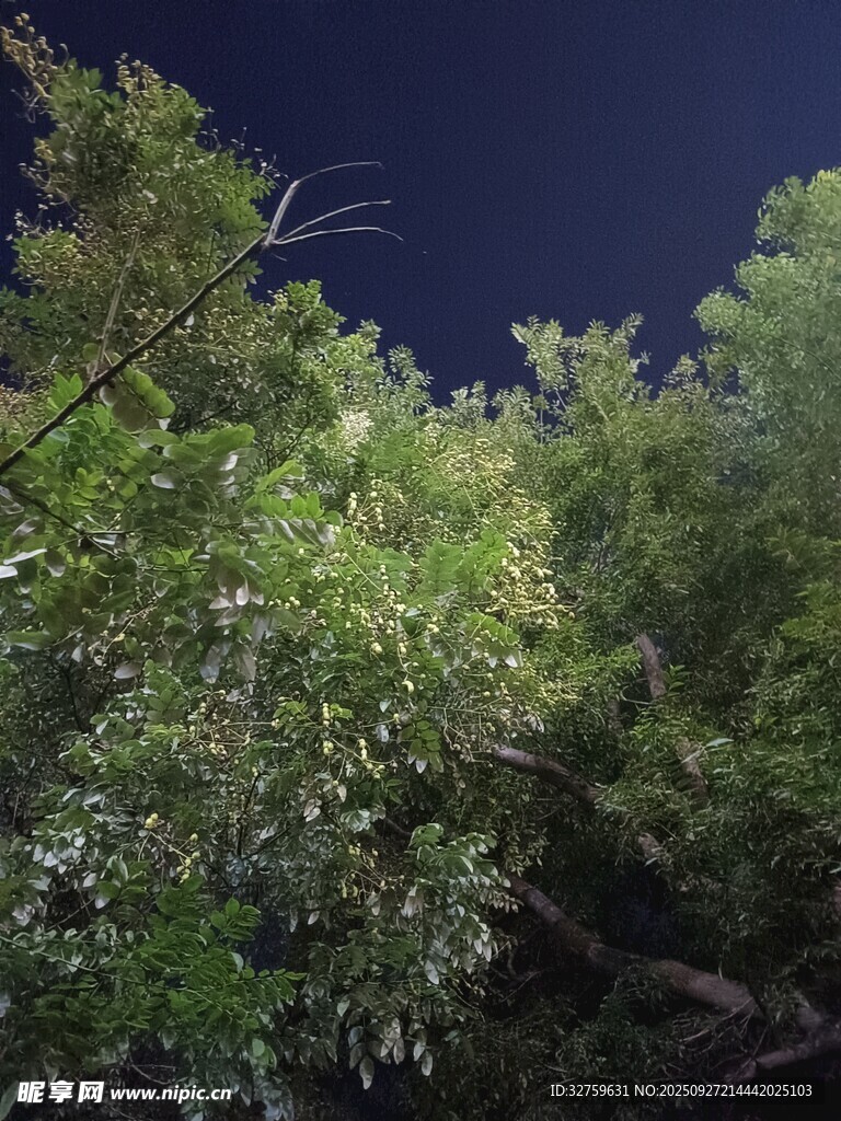 夜幕下的蔥郁樹林