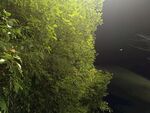 水下綠植景觀